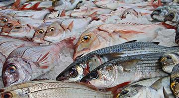 Countries pushing to reach WTO fishing deal next month, documents show Countries pushing to reach WTO fishing deal next month, documents show