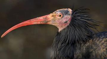 This bird came back from extinction - now scientists in a glider are teaching it to migrate This bird came back from extinction - now scientists in a glider are teaching it to migrate