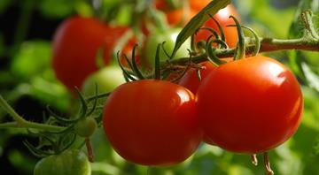 Glut of early fruit and veg hits UK as climate change closes ‘hungry gap’ Glut of early fruit and veg hits UK as climate change closes ‘hungry gap’