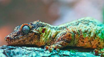 UN COP16 nature talks gridlocked as conservation funding trickles in UN COP16 nature talks gridlocked as conservation funding trickles in