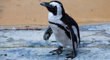 'Adopt a penguin egg' Easter campaign helps endangered African birds