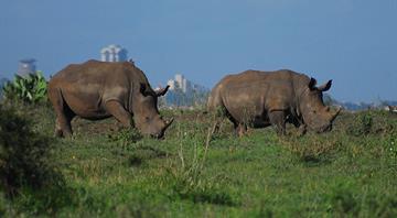 Humans to push further into wildlife habitats across more than 50% of land by 2070 – study Humans to push further into wildlife habitats across more than 50% of land by 2070 – study