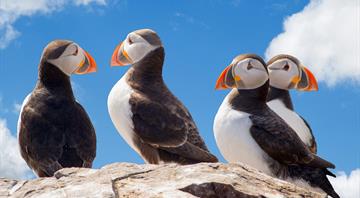 How this summer’s heatwaves are affecting breeding birds
