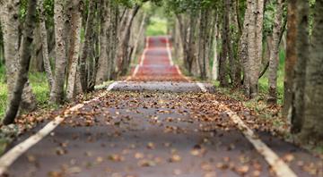 Urban green spaces have vital role in cutting heat-related deaths, study finds Urban green spaces have vital role in cutting heat-related deaths, study finds