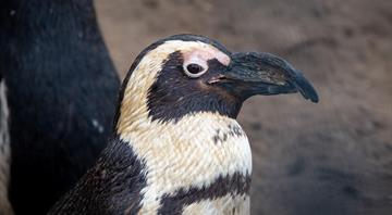 Hope for endangered penguins as no-fishing zones agreed off South Africa Hope for endangered penguins as no-fishing zones agreed off South Africa