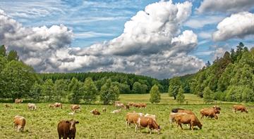 New Zealand ends plans to price agricultural emissions New Zealand ends plans to price agricultural emissions