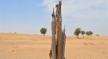 Some G20 financial regulators overlooking risks linked to nature loss, watchdog says