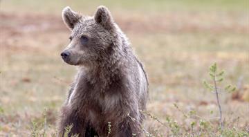 Europe’s big carnivores are on the rise – but can we live with bears next door? Europe’s big carnivores are on the rise – but can we live with bears next door?