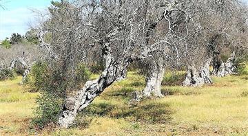 Plant apocalypse: how new diseases are destroying EU trees and crops