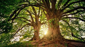 UK among rich countries not paying fair share to restore nature – report UK among rich countries not paying fair share to restore nature – report