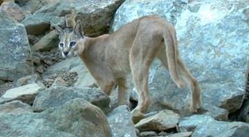 Rare Arabian lynx sighting in Fujairah hailed as boost for UAE wildlife conservation