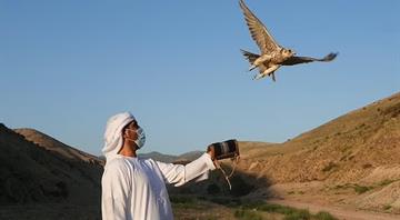 UAE releases 81 falcons into the wilds of Kazakhstan