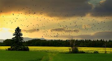 Biodiversity declining even faster in ‘protected’ areas, scientists warn Cop16 Biodiversity declining even faster in ‘protected’ areas, scientists warn Cop16