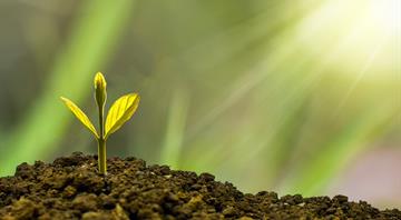 Microsoft backs tree-planting carbon removal scheme in Panama Microsoft backs tree-planting carbon removal scheme in Panama