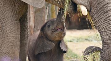 Shrinking trees and tuskless elephants: the strange ways species are adapting to humans Shrinking trees and tuskless elephants: the strange ways species are adapting to humans
