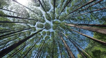 COP16: From forests to oceans, nature in a dire state COP16: From forests to oceans, nature in a dire state