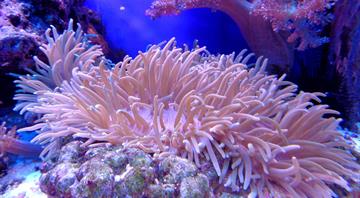 ‘Literally off the charts’: global coral reef heat stress monitor forced to add new alerts as temperatures rise