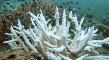 Two crucial Florida coral species left ‘functionally extinct’ by ocean heatwave Two crucial Florida coral species left ‘functionally extinct’ by ocean heatwave