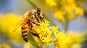 High fertiliser use halves numbers of pollinators, world’s longest study finds High fertiliser use halves numbers of pollinators, world’s longest study finds