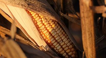 How will climate change affect crop yields in the future? How will climate change affect crop yields in the future?