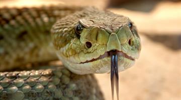 Venomous snakes likely to migrate en masse amid global heating, says study Venomous snakes likely to migrate en masse amid global heating, says study