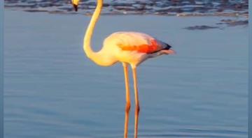 Watch: 8 endangered migratory bird species in Dubai Watch: 8 endangered migratory bird species in Dubai
