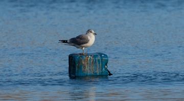 Sharjah study shows devastating impact of plastic pollution on marine life, says expert Sharjah study shows devastating impact of plastic pollution on marine life, says expert