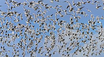 Study documents extinction of 610 bird species and ecological impacts Study documents extinction of 610 bird species and ecological impacts