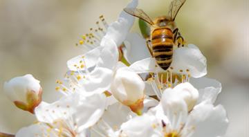 Wildflowers could be absorbing toxic metals that pass on to bees, study finds Wildflowers could be absorbing toxic metals that pass on to bees, study finds