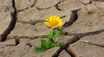 World Bank eyes first 'drought' bond in next 12-18 months