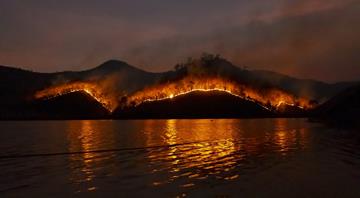 Amazon fires drive unprecedented global forest loss in 2024, report says