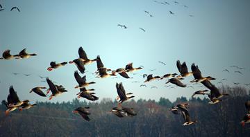 One in five of world's migratory species at risk of extinction - UN report