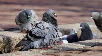 Abu Dhabi issues new guide to manage invasive birds Abu Dhabi issues new guide to manage invasive birds