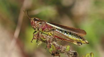 Singapore has approved 16 insects to eat as food: here’s everything you need to know