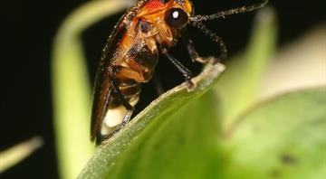 Firefly species may blink out as US seeks to list it as endangered for first time Firefly species may blink out as US seeks to list it as endangered for first time