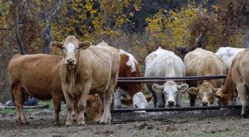 US lawmakers seek to pay livestock farmers to use climate-friendlier practices US lawmakers seek to pay livestock farmers to use climate-friendlier practices