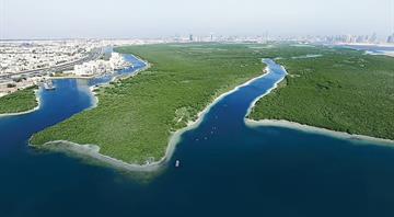 UAE to plant 100 million mangrove trees by 2030