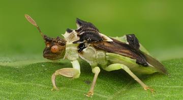 Climate crisis has impact on insects’ colours and sex lives, study finds Climate crisis has impact on insects’ colours and sex lives, study finds