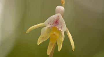 ‘Holy grail’ ghost orchid rediscovered in UK for the first time since 2009 ‘Holy grail’ ghost orchid rediscovered in UK for the first time since 2009