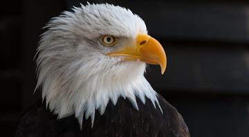 American bald eagles are having a moment, ecologically and culturally American bald eagles are having a moment, ecologically and culturally
