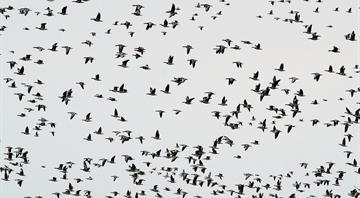 ‘Massacred for TikTok likes’: is social media feeding the slaughter of 2.6m birds in Lebanon? ‘Massacred for TikTok likes’: is social media feeding the slaughter of 2.6m birds in Lebanon?