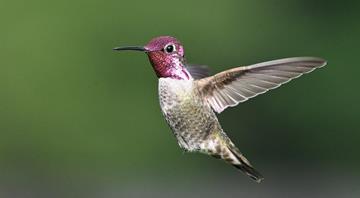 Many US bird species seen as reaching population 'tipping point' Many US bird species seen as reaching population 'tipping point'