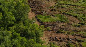 Argentina judge halts deforestation of Chaco forest in rare move Argentina judge halts deforestation of Chaco forest in rare move