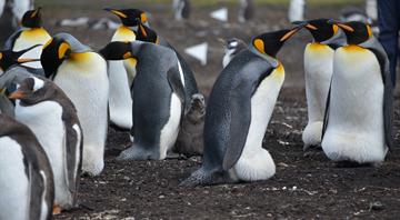The surprising climate power of penguin poo