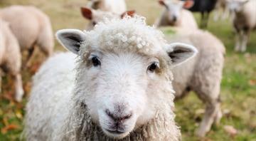 UN livestock emissions report seriously distorted our work, say experts UN livestock emissions report seriously distorted our work, say experts