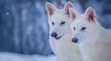 Scientists say they have resurrected the dire wolf Scientists say they have resurrected the dire wolf