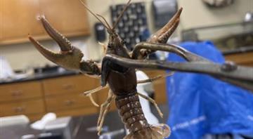 Crawfish could transfer ionic lithium from their environment into food chain
