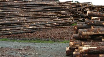 Brazil targets illegal logging in major Amazon raids Brazil targets illegal logging in major Amazon raids