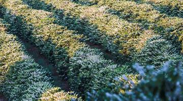 Brazil's coffee farmers turn to costly irrigation to quench global demand for the brew Brazil's coffee farmers turn to costly irrigation to quench global demand for the brew