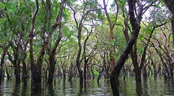 ‘We found 700 different species’: astonishing array of wildlife discovered in Cambodia mangroves